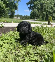 Willow, a female Cavapoo for sale in Mount Vernon, IL – 1 of 3