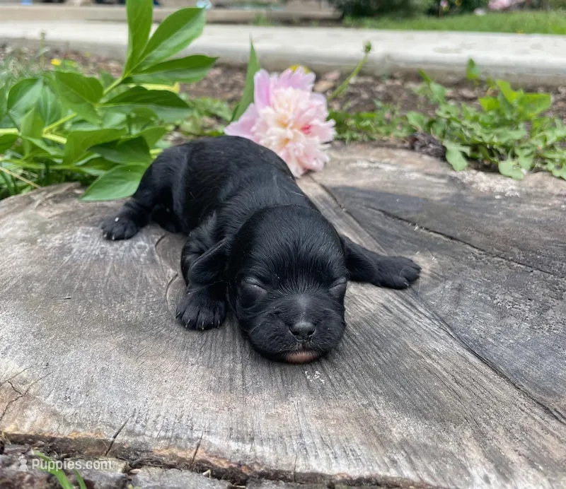 Jackson – Cavapoo puppy for sale in Mount Vernon, IL