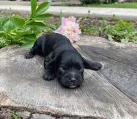 Jackson, a male Cavapoo for sale in Mount Vernon, IL – 3 of 3