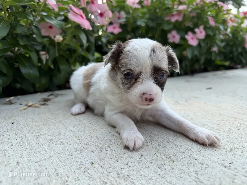 Luna – Chihuahua puppy for sale in Mount Vernon, IL