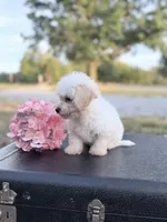 Misty, a female Bichon Frise for sale in Mount Vernon, IL – 2 of 3