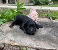 Skye, a female Cavapoo for sale in Mount Vernon, IL – 3 of 3