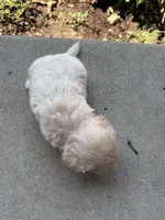 Kaiser, a male Maltipoo for sale in Mount Vernon, IL – 5 of 6