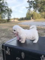 Meadow, a female Bichon Frise for sale in Mount Vernon, IL – 3 of 4