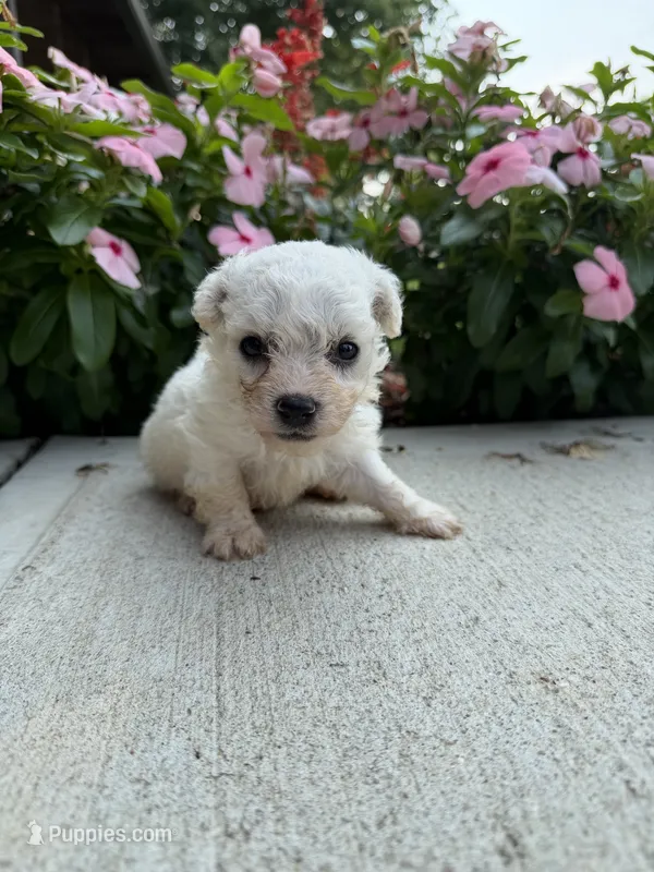 Montey – Bichon Frise puppy for sale in Mount Vernon, IL