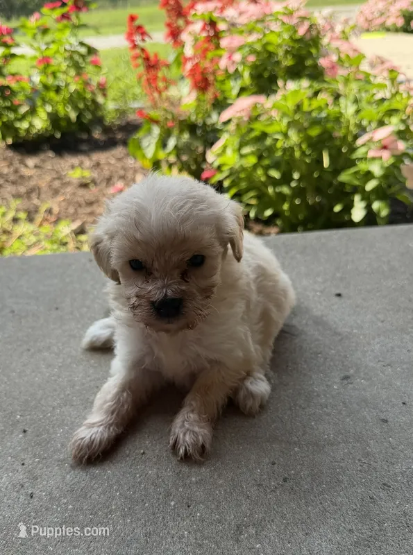 Kittie – Maltipoo puppy for sale in Mount Vernon, IL