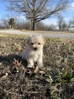 Champ, a male Maltipoo for sale in Mount Vernon, IL – Photo 1 of 3