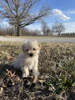 Champ, a male Maltipoo for sale in Mount Vernon, IL – Photo 3 of 3