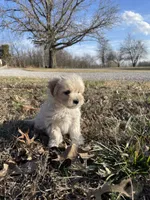 Champ, a male Maltipoo for sale in Mount Vernon, IL – Photo 2 of 3