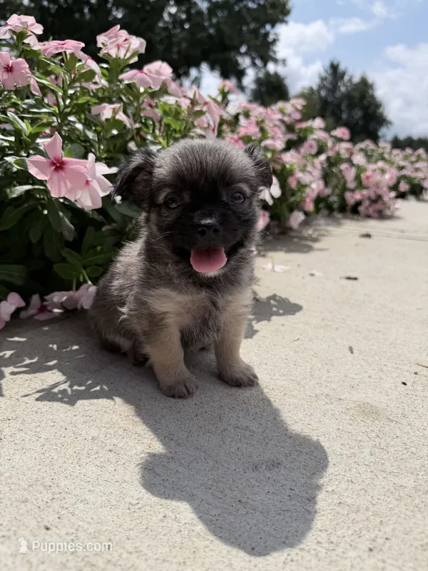 Lance – Chihuahua puppy for sale in Mount Vernon, IL