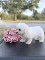 Mason, a male Bichon Frise for sale in Mount Vernon, IL – 3 of 5