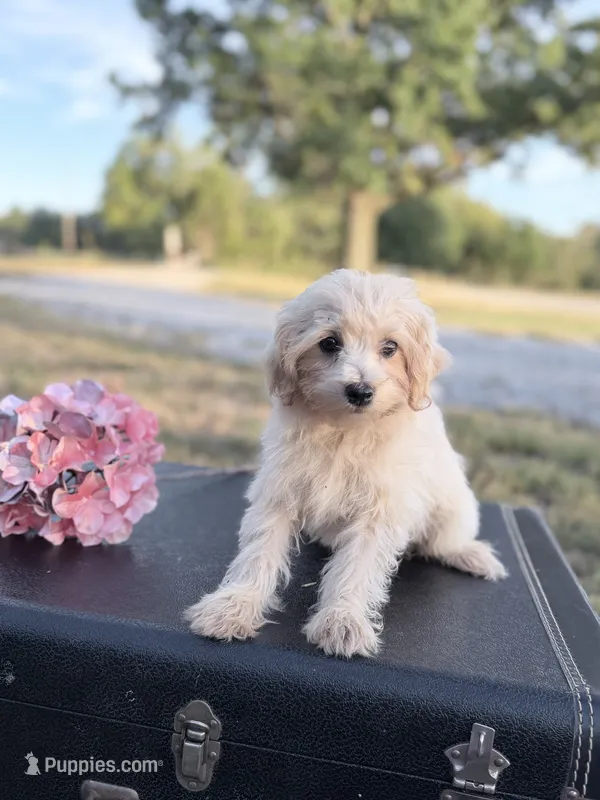 Kirby – Maltipoo puppy for sale in Mount Vernon, IL