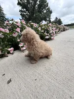 Katie, a female Maltipoo for sale in Mount Vernon, IL – 2 of 6