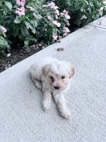 Kaiser, a male Maltipoo for sale in Mount Vernon, IL – 3 of 6