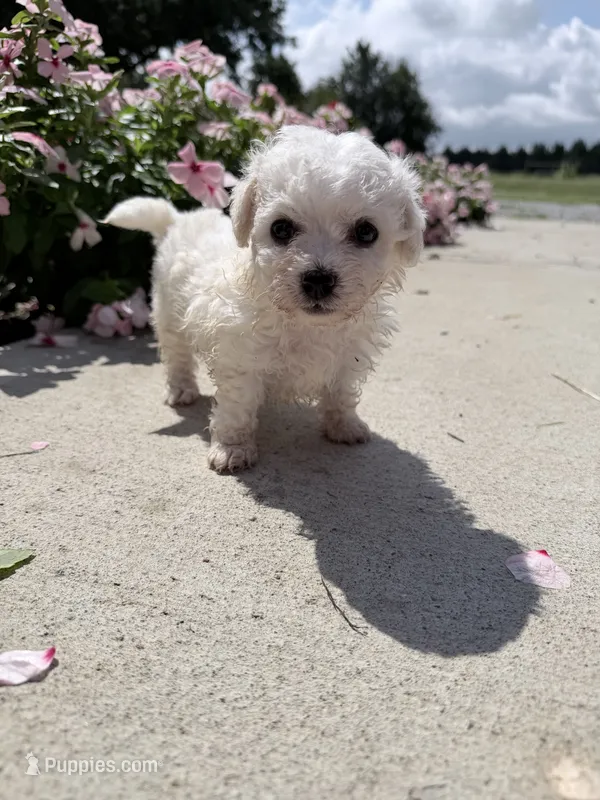 Molly – Bichon Frise puppy for sale in Mount Vernon, IL