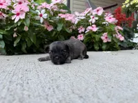 Lance, a male Chihuahua for sale in Mount Vernon, IL – 2 of 7