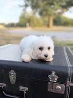 Mason, a male Bichon Frise for sale in Mount Vernon, IL – 2 of 5