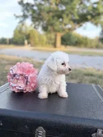 Meadow, a female Bichon Frise for sale in Mount Vernon, IL – 4 of 4