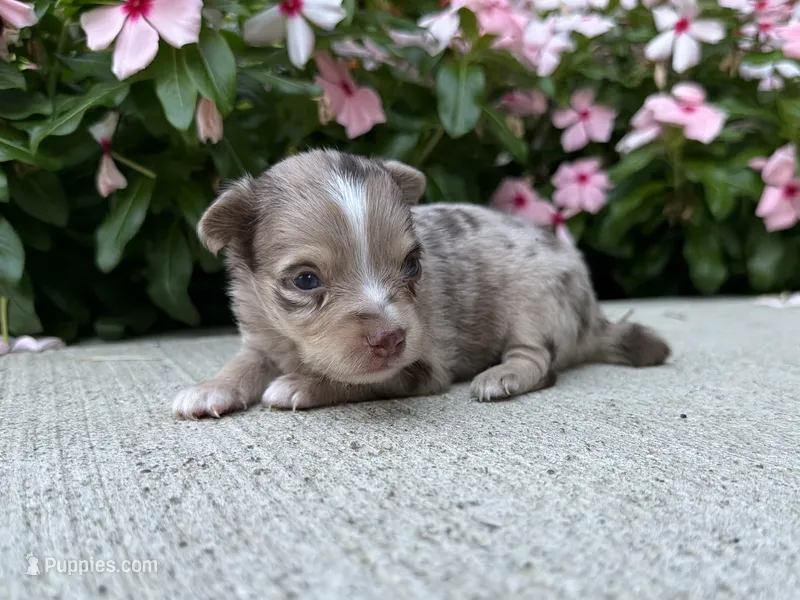 Leo – Chihuahua puppy for sale in Mount Vernon, IL