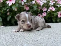 Leo, a male Chihuahua for sale in Mount Vernon, IL – 1 of 5