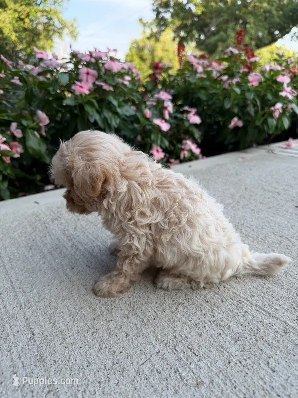 Kip – Maltipoo puppy for sale in Mount Vernon, IL