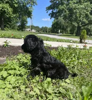 Willow, a female Cavapoo for sale in Mount Vernon, IL – 2 of 3