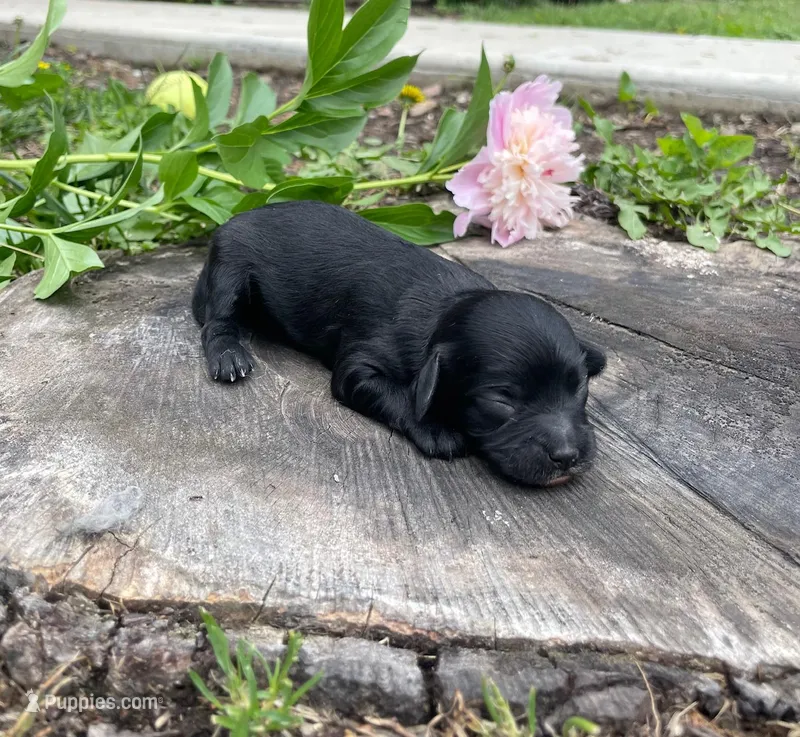Willow – Cavapoo puppy for sale in Mount Vernon, IL