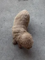 Katie, a female Maltipoo for sale in Mount Vernon, IL – 4 of 6