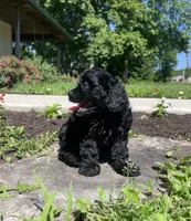 Skye, a female Cavapoo for sale in Mount Vernon, IL – 2 of 3