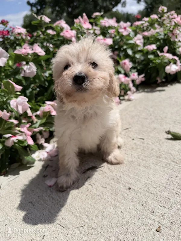 Kirby – Maltipoo puppy for sale in Mount Vernon, IL