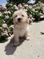 Kirby, a male Maltipoo for sale in Mount Vernon, IL – 1 of 7