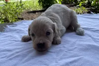 Kennie, a male Maltipoo for sale in Mount Vernon, IL – 1 of 2