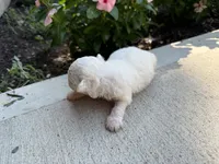Molly, a female Bichon Frise for sale in Mount Vernon, IL – 2 of 4
