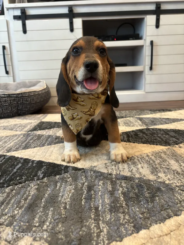 Sarge  – Beagle puppy for sale in Cottondale, FL