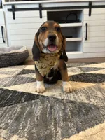 Sarge , a male Beagle for sale in Cottondale, FL – 1 of 3