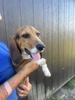 Sarge , a male Beagle for sale in Cottondale, FL – 2 of 4