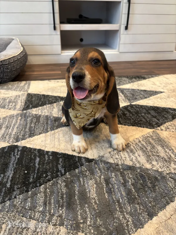 Sarge  – Beagle puppy for sale in Cottondale, FL