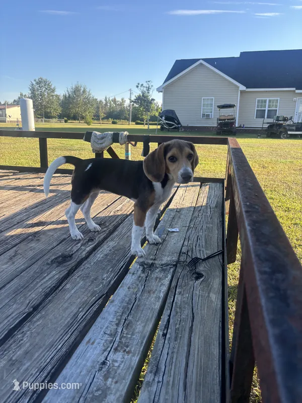 Sage – Beagle puppy for sale in Cottondale, FL