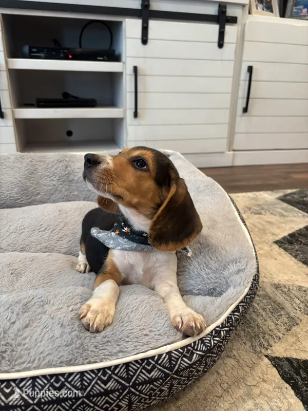 Sage – Beagle puppy for sale in Cottondale, FL