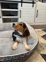 Sage, a female Beagle for sale in Cottondale, FL – 1 of 3