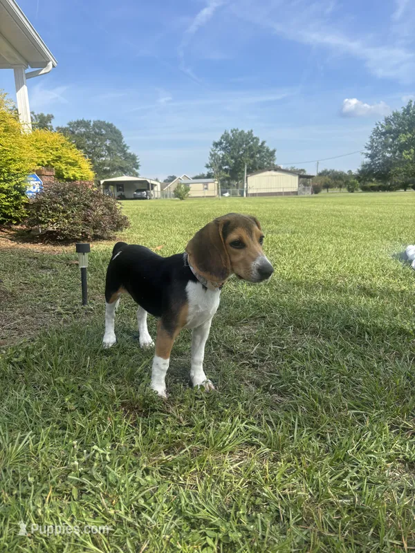 Sage – Beagle puppy for sale in Cottondale, FL