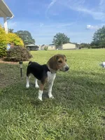 Sage, a female Beagle for sale in Cottondale, FL – 1 of 5