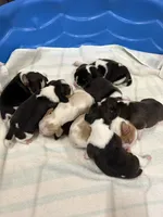 lemon male, a male Beagle for sale in Cottondale, FL – Photo 8 of 8