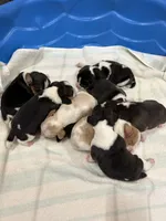 lemon male, a male Beagle for sale in Cottondale, FL – Photo 5 of 8