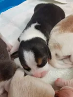 lemon male, a male Beagle for sale in Cottondale, FL – Photo 2 of 8