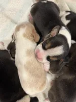 lemon male, a male Beagle for sale in Cottondale, FL – Photo 4 of 8