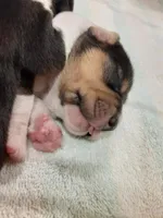 lemon male, a male Beagle for sale in Cottondale, FL – Photo 3 of 8