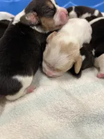 lemon male, a male Beagle for sale in Cottondale, FL – Photo 1 of 8