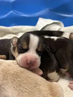 lemon male, a male Beagle for sale in Cottondale, FL – Photo 6 of 8