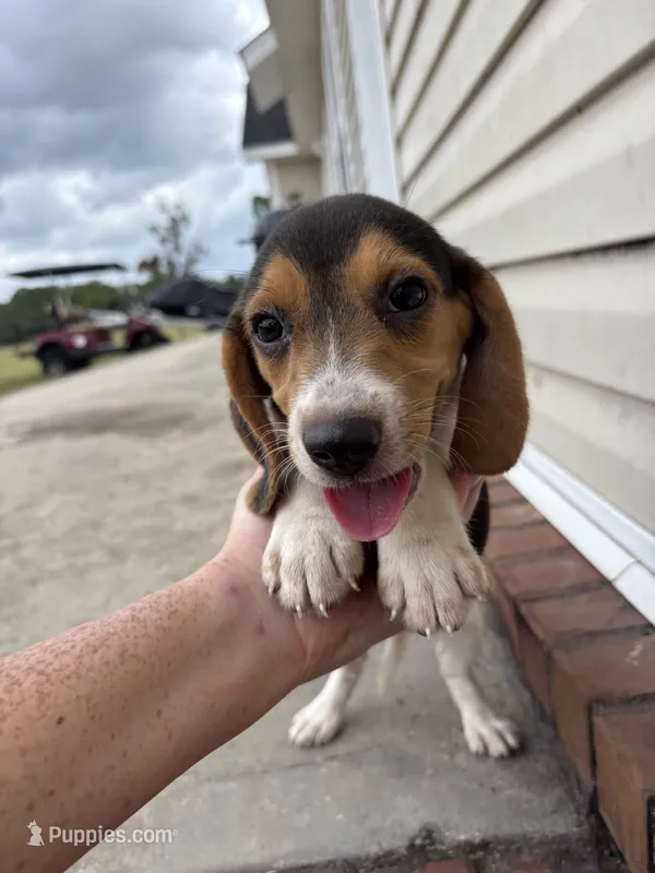 Sage – Beagle puppy for sale in Cottondale, FL